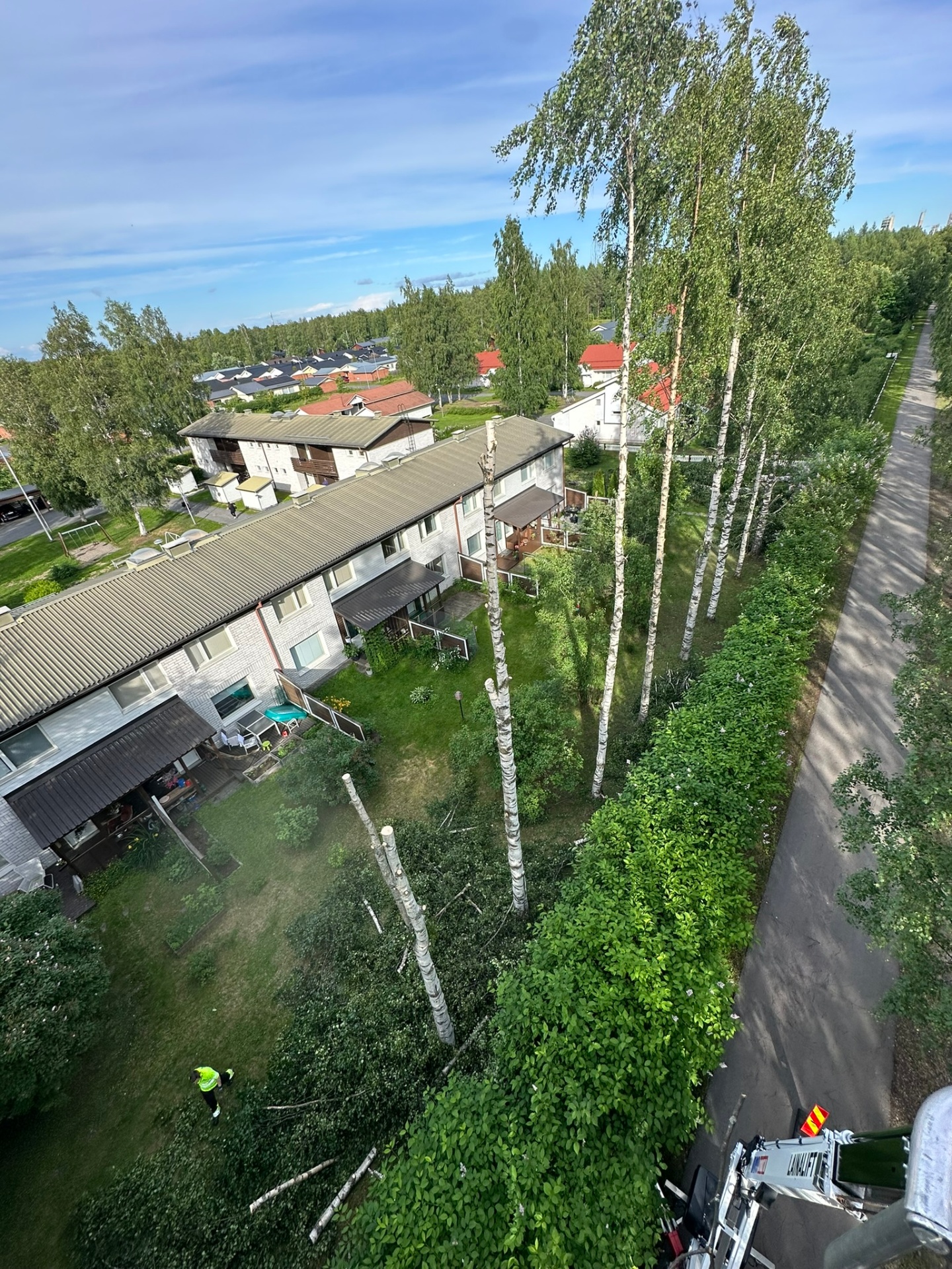 Koivujen kaato ilmasta kuvattuna