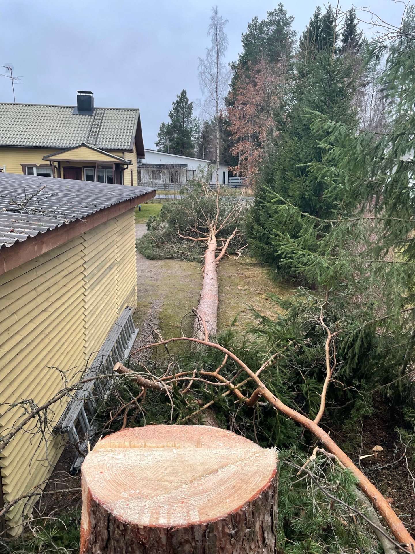 Kaadettu kuusi leikattuna halkeille